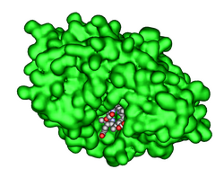 Uroporphyrinogen-Decarboxylase