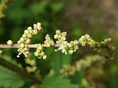 雄株の雄花序。花は4数性で、雄花の花被片は4個、雄蕊も4個ある。