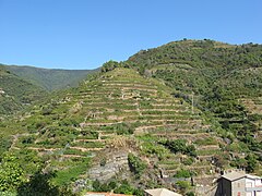 Vignoble de Vernazza.