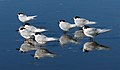 Group of white-fronted tern on beach