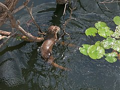 loutre d'Europe,