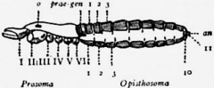 Description de l'image 1911 Britannica-Arachnida-Garypus litoralis3.png.