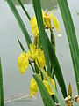 Yellow iris or flag