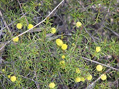 Description de l'image Acacia brownii.jpg.