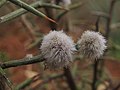 Galls of Dasineura scorpii