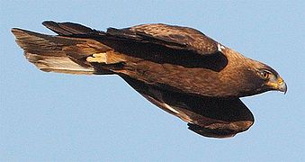 Acvilă pitică (Aquila pennata)