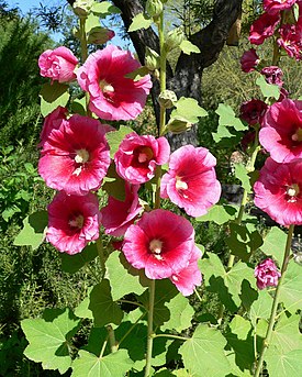 Tarhasalkoruusu (Alcea rosea)