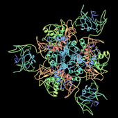 apartate carbamoyltransferase