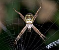 Argiope minuta