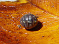 Armadillidium vulgare, famiglia Armadillidiidae