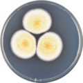 Aspergillus cretensis growing on CYA plate