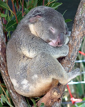 Sleeping Koala