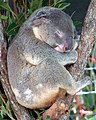 Australian Cairns Koala