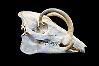 Skull of Babyrousa celebensis, showing long upward curving canine tusks