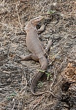 Dorsal view