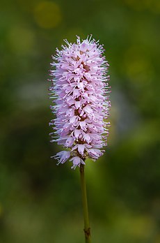 Bistorta (Bistorta officinalis), planta poligonácea, fotografada no Gemeindealpe em Mitterbach, Baixa Áustria. (definição 3 505 × 5 302)