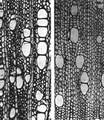 Micrograph C. sativa (left), C. indica (right)