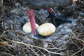 Nest with eggs, Cleland Wildlife Park