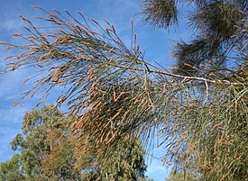 Jokikasuariinan (Casuarina cunninghamiana) kukintoja.