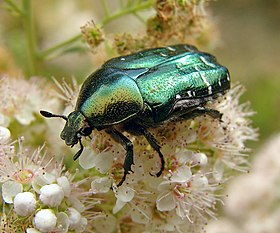 Espécie característica da família dos escaravelhos (Scarabaeidae) com corpo compacto e antena curta e de ponta grossa.