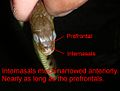 Chart 3 - Internasals much narrowed anteriorly, nearly as long as the prefrontals