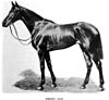 Photograph of British racehorse Cherry Lass, circa 1905