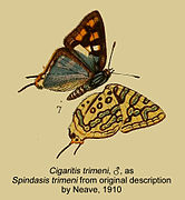 Spindasis trimeni♂