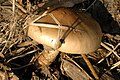 !Cortinarius turmalis!