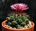 Coryphantha