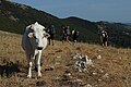 Lungo il crinale del Monte Serra