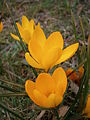 Crocus 'Yellow Mammoth'