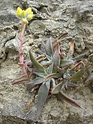 The plant with developing inflorescence