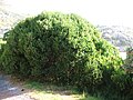 Rough Euclea racemosa hedging. Cape Town.