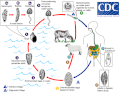 Miniatura della versione delle 20:05, 9 lug 2015