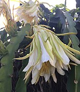 Fleurs de Hylocereus undatus.