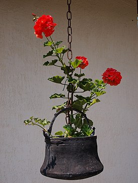 Pelargonium × hortorum