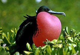 Фрегат карибський (Fregata magnificens)