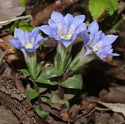 フデリンドウ（筆竜胆、学名：Gentiana zollingeri Fawc.）、横山岳（滋賀県長浜市）にて、2017年5月2日撮影