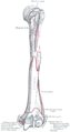 Insertion humérale du muscle brachial (brachialis)