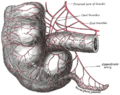 Arteries of cecum and vermiform process