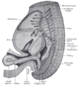 Reconstruction of a human embryo of 17 mm