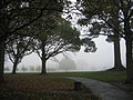 Foggy morning, North Hagley Park