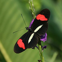 Heliconius erato petiveranus