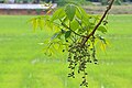 Indian ash tree