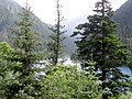 Picea asperata (left) and A. fargesii (right), Jiuzhaigou Valley, Sichuan, China