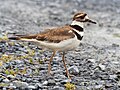 Image 19Killdeer at the South Cape May Meadows