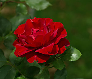 une rose rouge