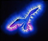 Effet Kirlian sur la silhouette d'un oiseau.