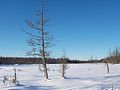 « La Savane », dans la vallée du « Cona-Brook » en hiver 2010.