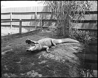 Photograph of "Okeechobee" in its pen ca.1900. The sign posted behind it reads "OKEECHOBEE / Age About 500 Years / The Largest Alligator in Captivity / The California Alligator Farm / Los Angeles, CA".